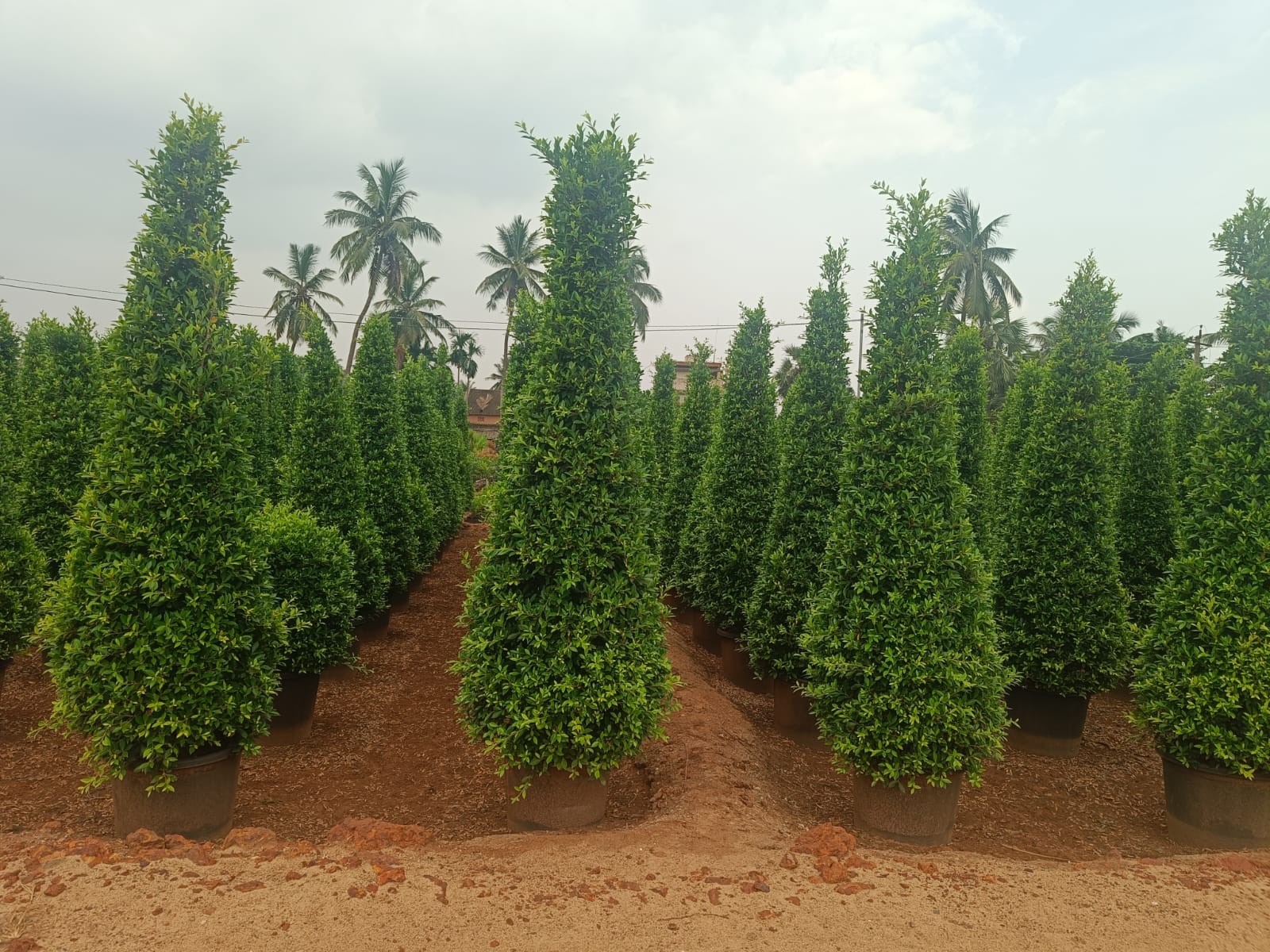 WhatsApp Image 2025-05-30 at 10.08.46 PM (2)